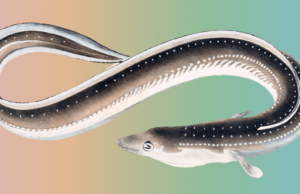 Ethereum Execution Layer Specification | Ethereum Foundation Blog