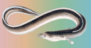 Ethereum Execution Layer Specification | Ethereum Foundation Blog